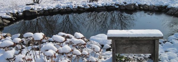 Bench by Pond