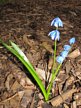 spring flowers